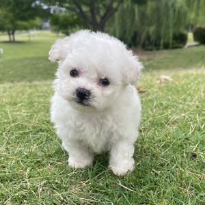 Bichon Frise Puppy Duke