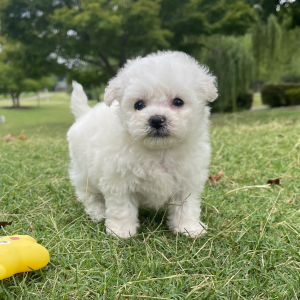 Bichon Frise Puppy Duke