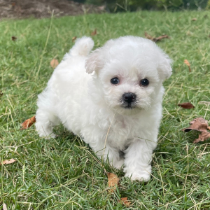Bichon Frise Puppy Duke