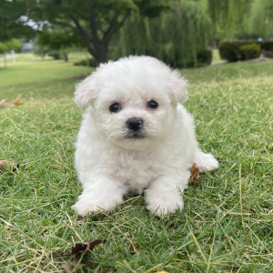 Bichon Frise Puppy Duke