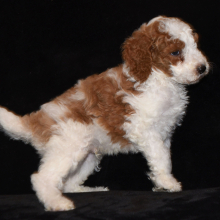 Poodle Puppy Torry