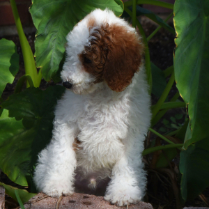 Poodle Puppy Torry