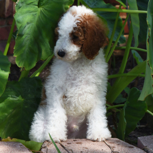 Poodle Puppy Torry