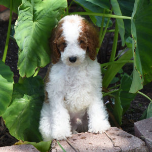 Poodle Puppy Torry