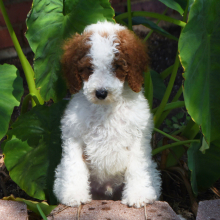 Poodle Puppy Torry