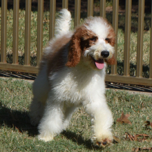 Poodle Puppy Torry