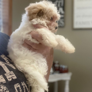 Maltipoo Puppy Alexis