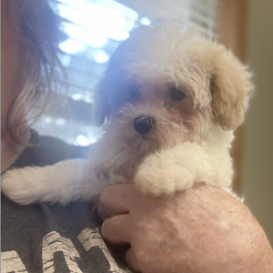Maltipoo Puppy Alexis