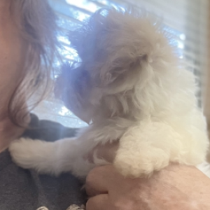 Maltipoo Puppy Alexis