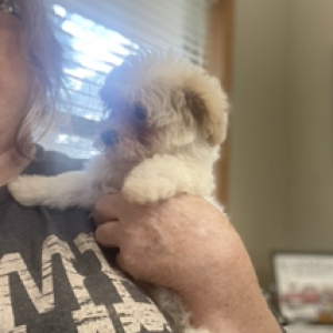 Maltipoo Puppy Alexis