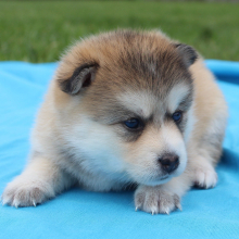 Pomsky Puppy Kylie