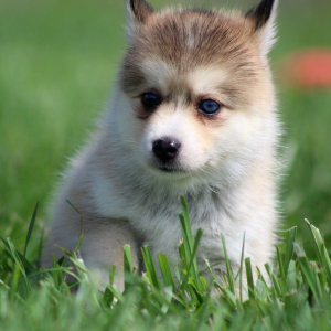 Pomsky Puppy Kylie
