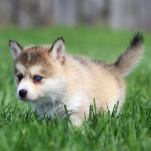 Pomsky Puppy Kylie