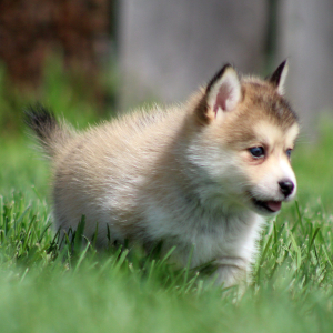 Pomsky Puppy Kylie