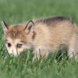 Pomsky Puppy Kylie