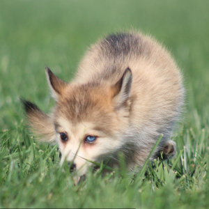 Pomsky Puppy Kylie
