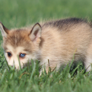 Pomsky Puppy Kylie