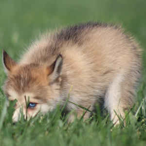 Pomsky Puppy Kylie