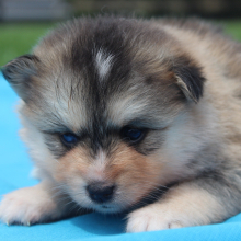 Pomsky Puppy Chelsea