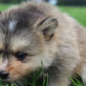 Pomsky Puppy Chelsea