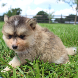 Pomsky Puppy Chelsea
