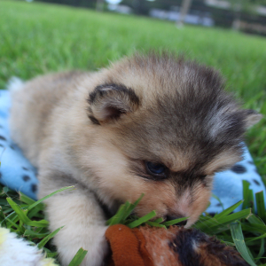 Pomsky Puppy Chelsea