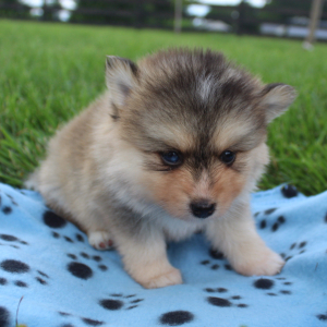 Pomsky Puppy Chelsea