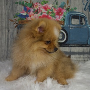 Pomeranian Puppy Maverick