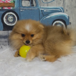 Pomeranian Puppy Maverick