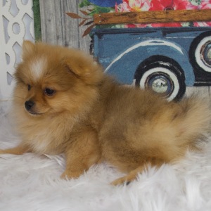Pomeranian Puppy Maverick