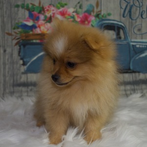 Pomeranian Puppy Maverick