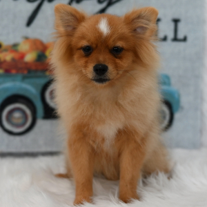 Pomeranian Puppy Maverick