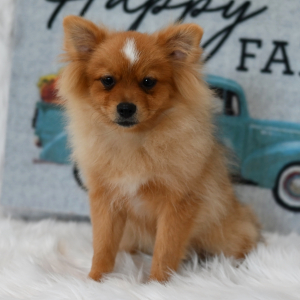 Pomeranian Puppy Maverick