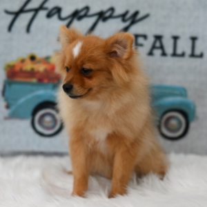 Pomeranian Puppy Maverick
