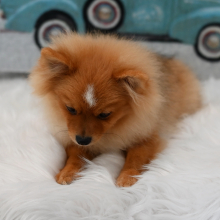 Pomeranian Puppy Maverick
