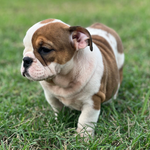 Bulldog Puppy Tia