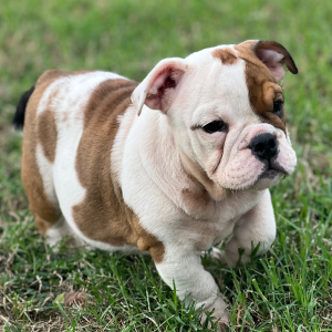 Bulldog Puppy Tia