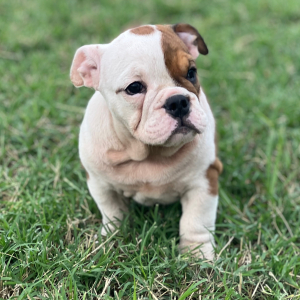 Bulldog Puppy Tia