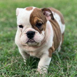Bulldog Puppy Tia