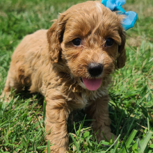 Cockapoo Puppy Marley