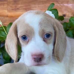 Beagle Puppy Rosie