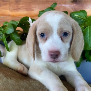 Beagle Puppy Rosie