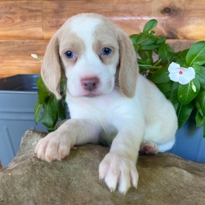 Beagle Puppy Rosie