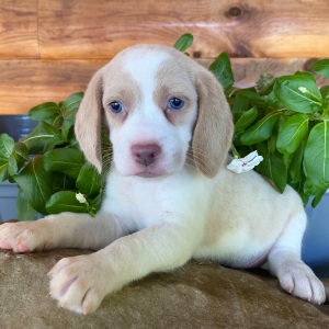 Beagle Puppy Rosie