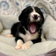 Bernedoodle Puppy Alec