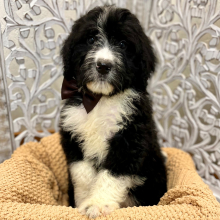 Bernedoodle Puppy Alec