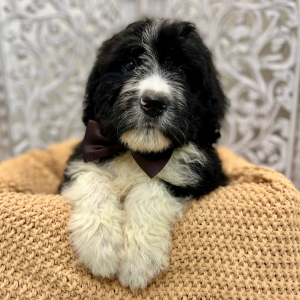 Bernedoodle Puppy Alec