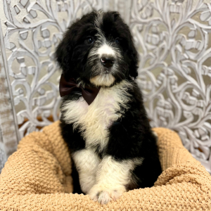 Bernedoodle Puppy Alec