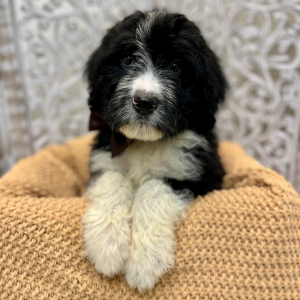 Bernedoodle Puppy Alec