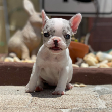 French Bulldog Puppy Teena